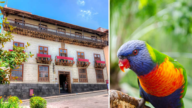 Se Casa de los Balcones i Orotava og dyrelivet p Tenerife, Spanien